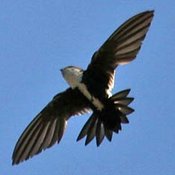 White-throated Swift